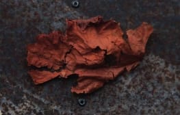 יהודית שרייבר