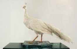 רב ערב 15.10.13