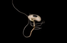 ענבל הופמן, Bad Seeds