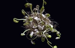 ענבל הופמן, Bad Seeds