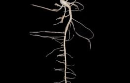 ענבל הופמן, Bad Seeds