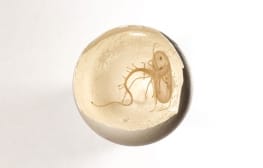 ענבל הופמן, Egg White