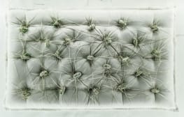 ענבל הופמן, Incubator