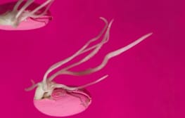 ענבל הופמן, Red Deeds