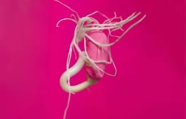 ענבל הופמן, Red Seeds