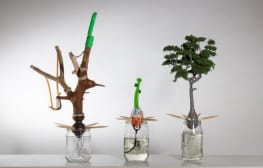 ענבל הופמן, Window Garden