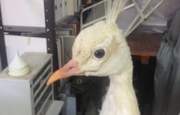 רב ערב 14.1.2014