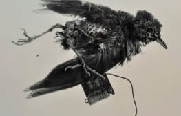 רב ערב 29.4.2014